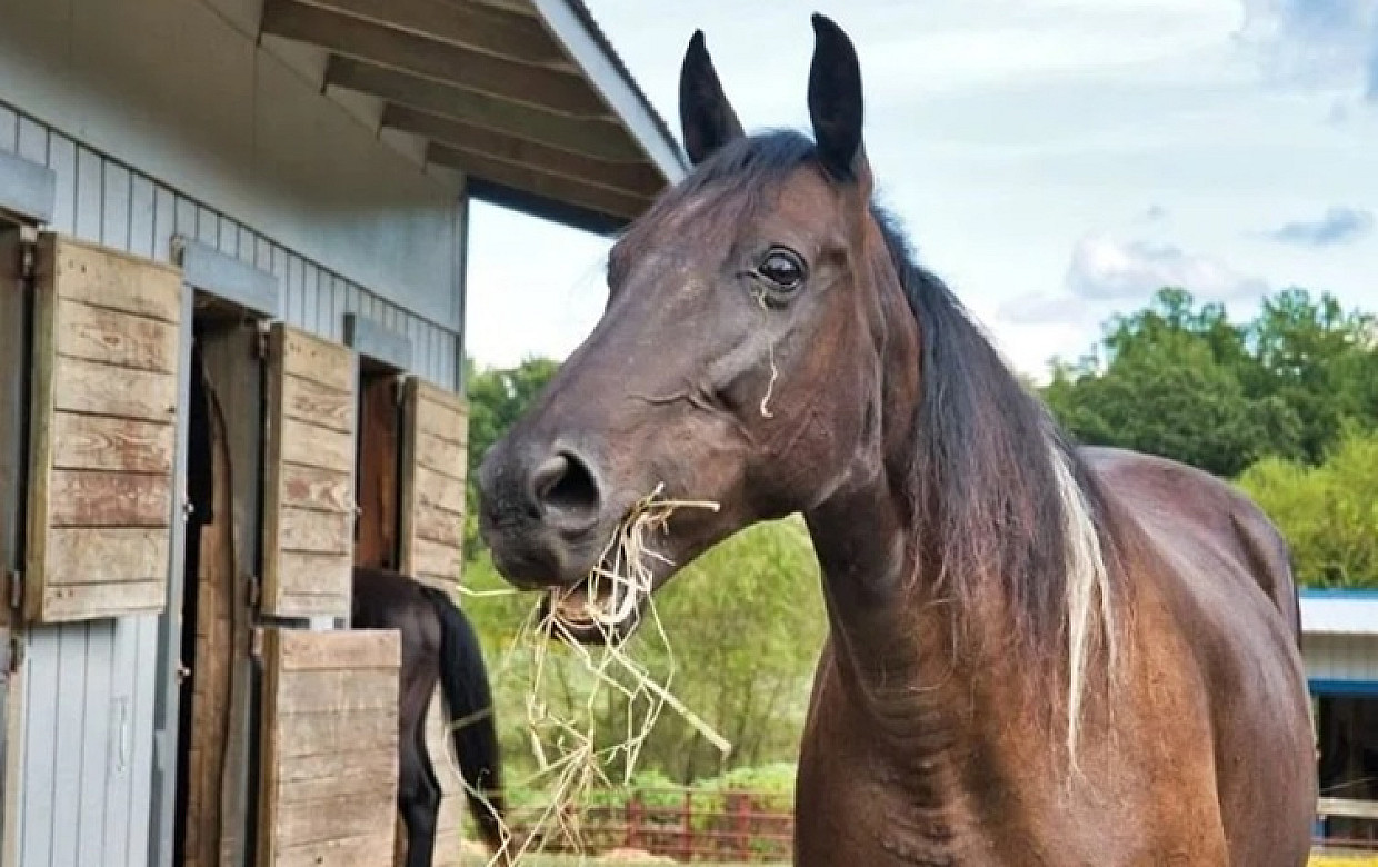 Planning Rules for Horse Related Activities