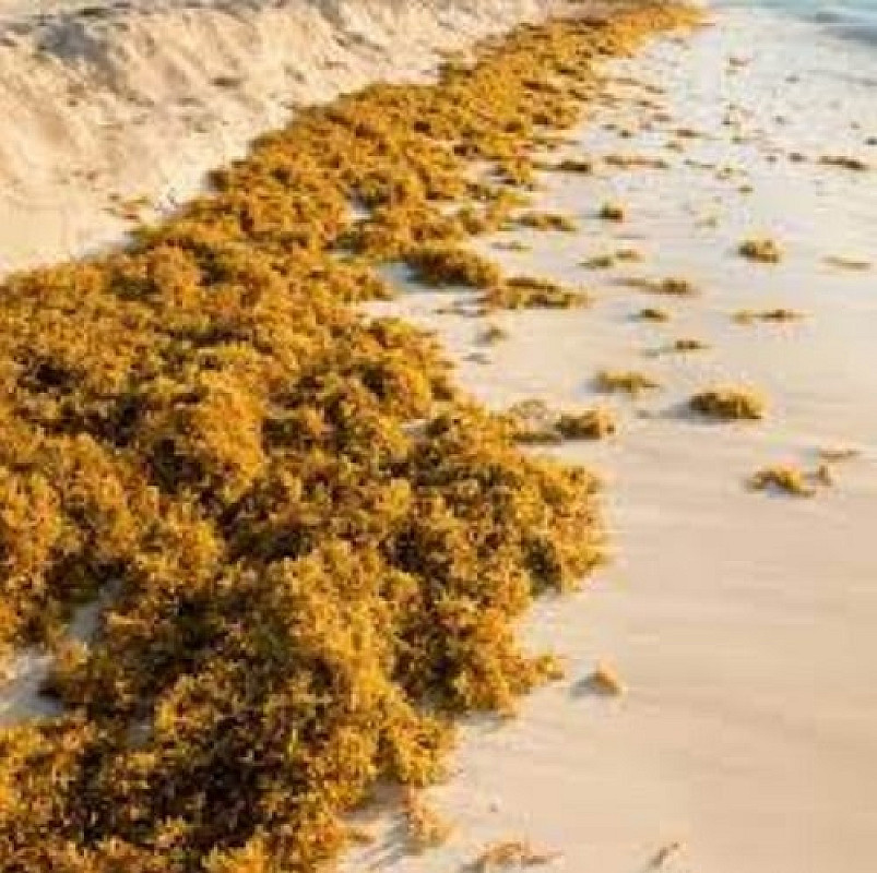 Algae a Hidden Defect