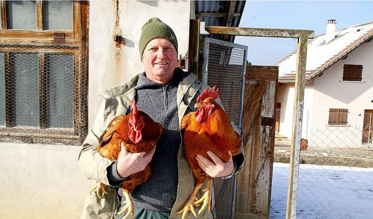 Crowing Cockerels and Neighbour Nuisance