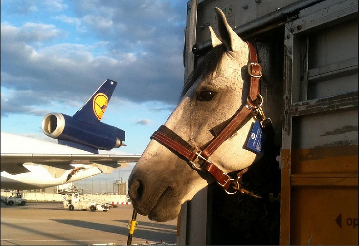 Guide to Bringing Horses to France